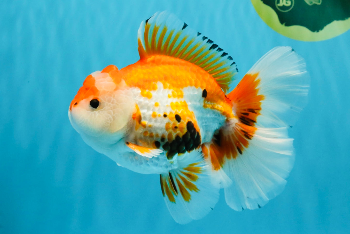 A Grade Red White Oranda Male 5.5-6 inches #040326OR_13