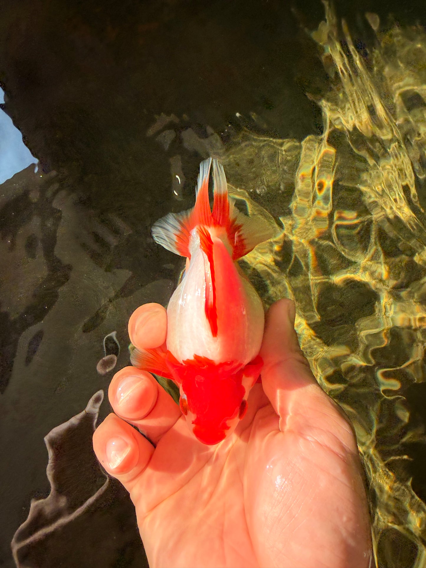 AAA Grade Red White Ryukin Female 4-4.5 inches #030626RK_15