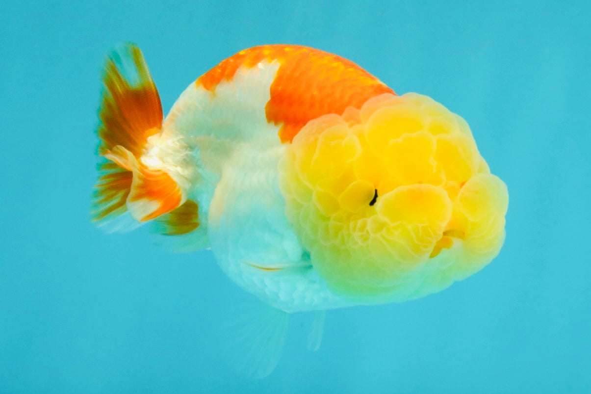 SUPER CUTE A Grade Red White LionQueen Female 4-4.5 inches #042426LC_16