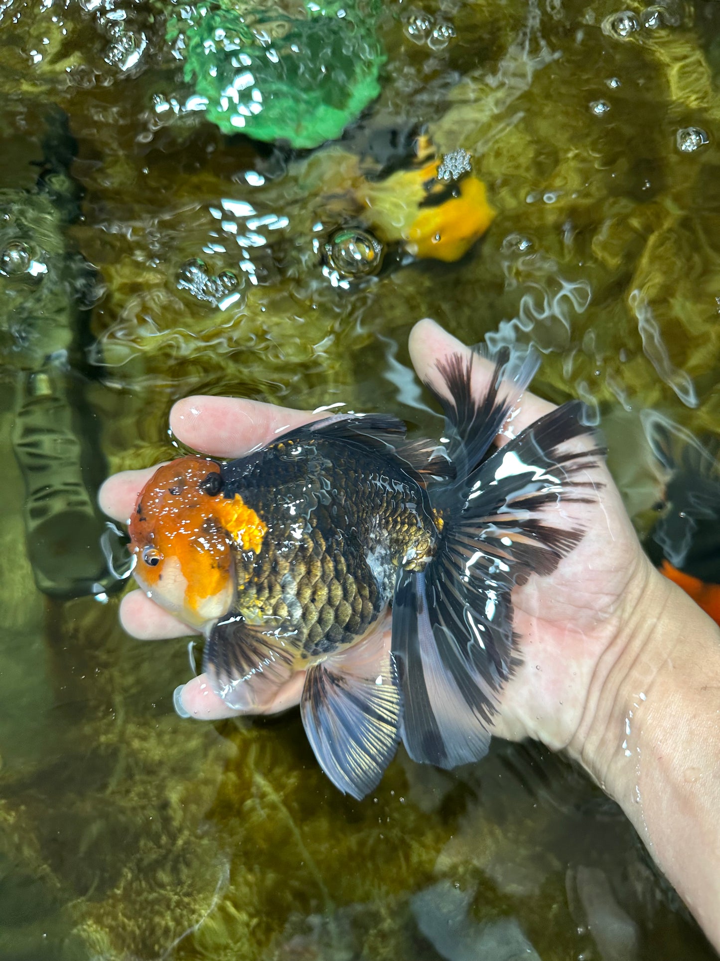 A Grade FANCY Tricolor Oranda Male 5.5 inches #082925OR_05