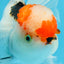 A Grade Tricolor Oranda Male 5.5 inches #070425OR_17