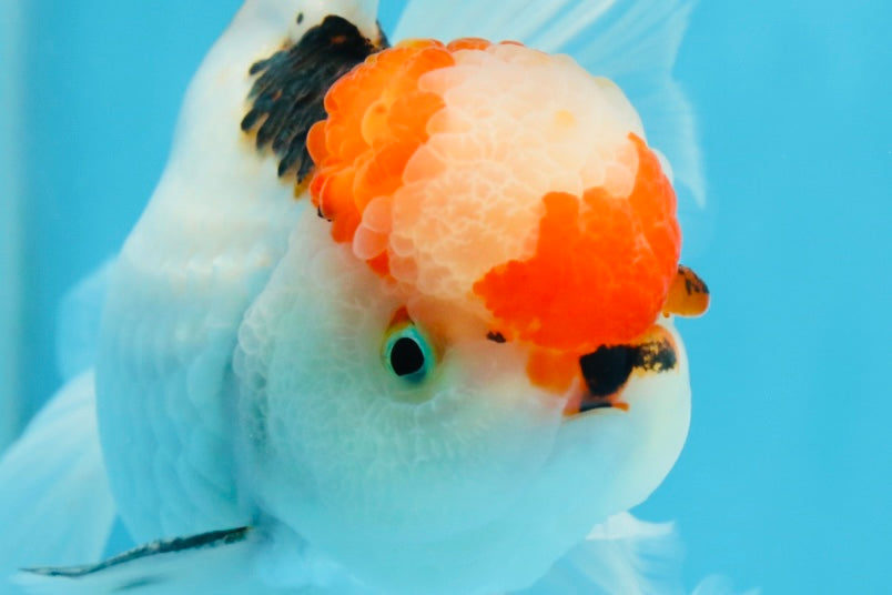 A Grade Tricolor Oranda Male 5.5 inches #070425OR_17