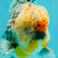 FLUFFY AAA Grade Calico Kirin Oranda Male 7 inches #100926OR_09