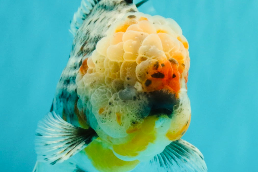 FLUFFY AAA Grade Calico Kirin Oranda Male 7 inches #100926OR_09