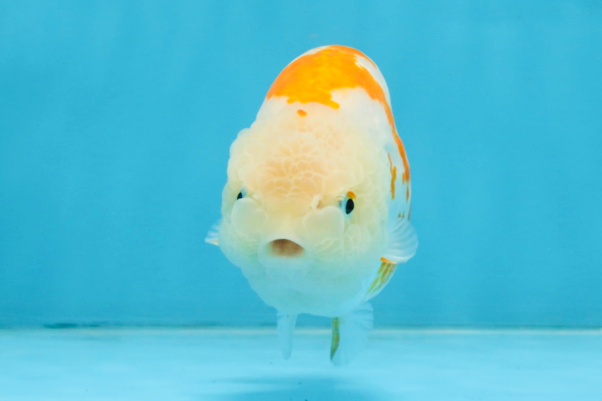 CHUBBY AAA Grade Kohaku Sakura LionQueen 4.5 inches #112825LC_01