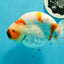 A Grade Chonky Egg Shape Tricolor Sakura Ranchu 5.5 inches #0531RC_04