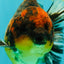 A Grade Tiger Yuanbao Male 4.5-5 inches #073126YB_18