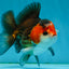 A Grade Nugget Tricolor Button Eyes Oranda Male 4.5 inches #010325OR_17