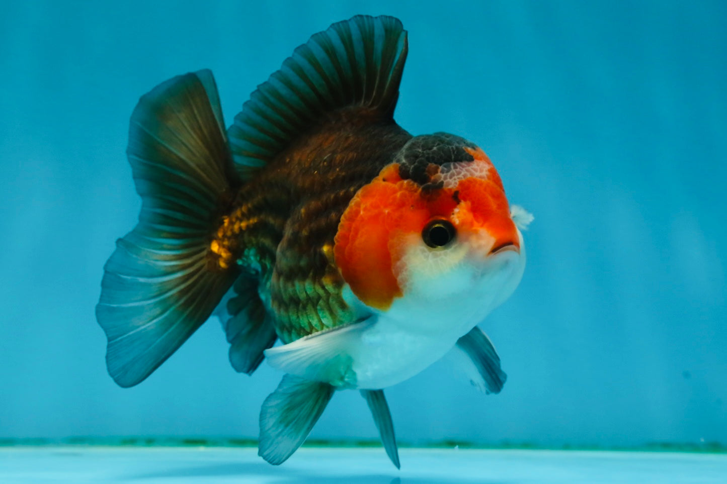 A Grade Nugget Tricolor Button Eyes Oranda Male 4.5 inches #010325OR_17