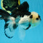 A Grade Panda Button Eyes Oranda Male 5-5.5 inches #091925OR_06
