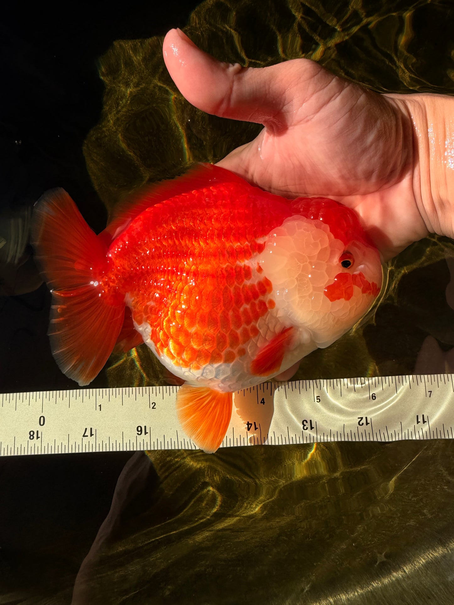 CHONKY AAA Grade Red White Yuanbao Female 6-6.5 inches #032026YB_25