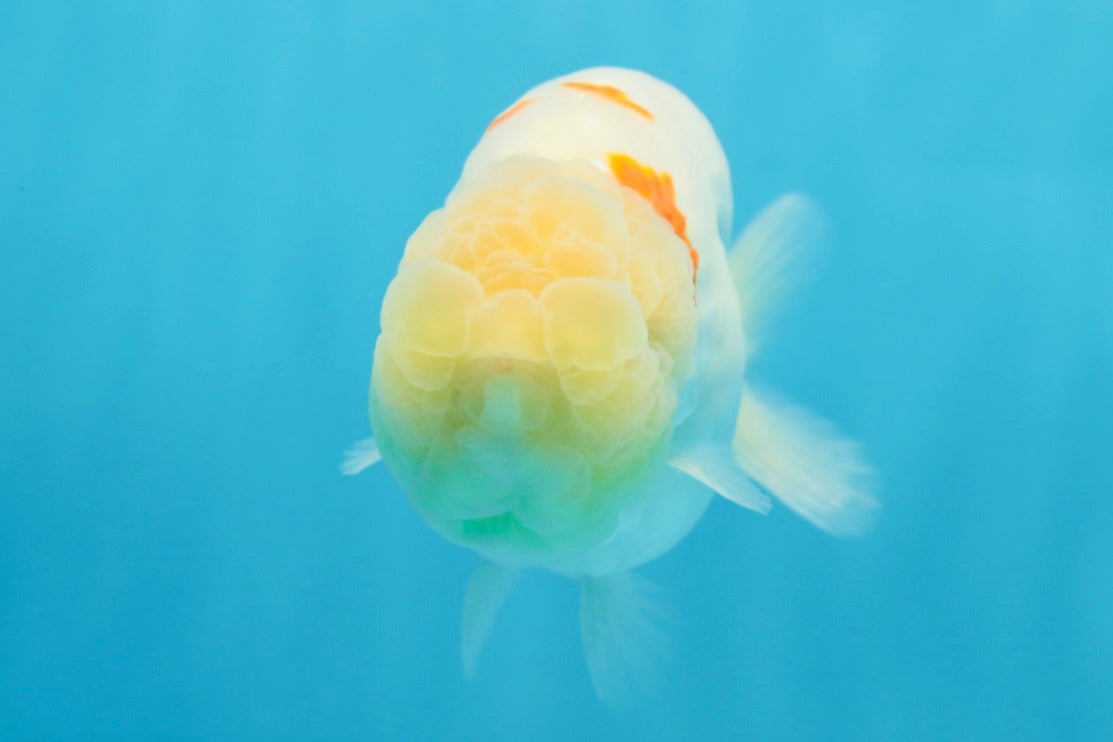 A Grade Red White Sakura Lionking 4.5 inches #080125LC_15