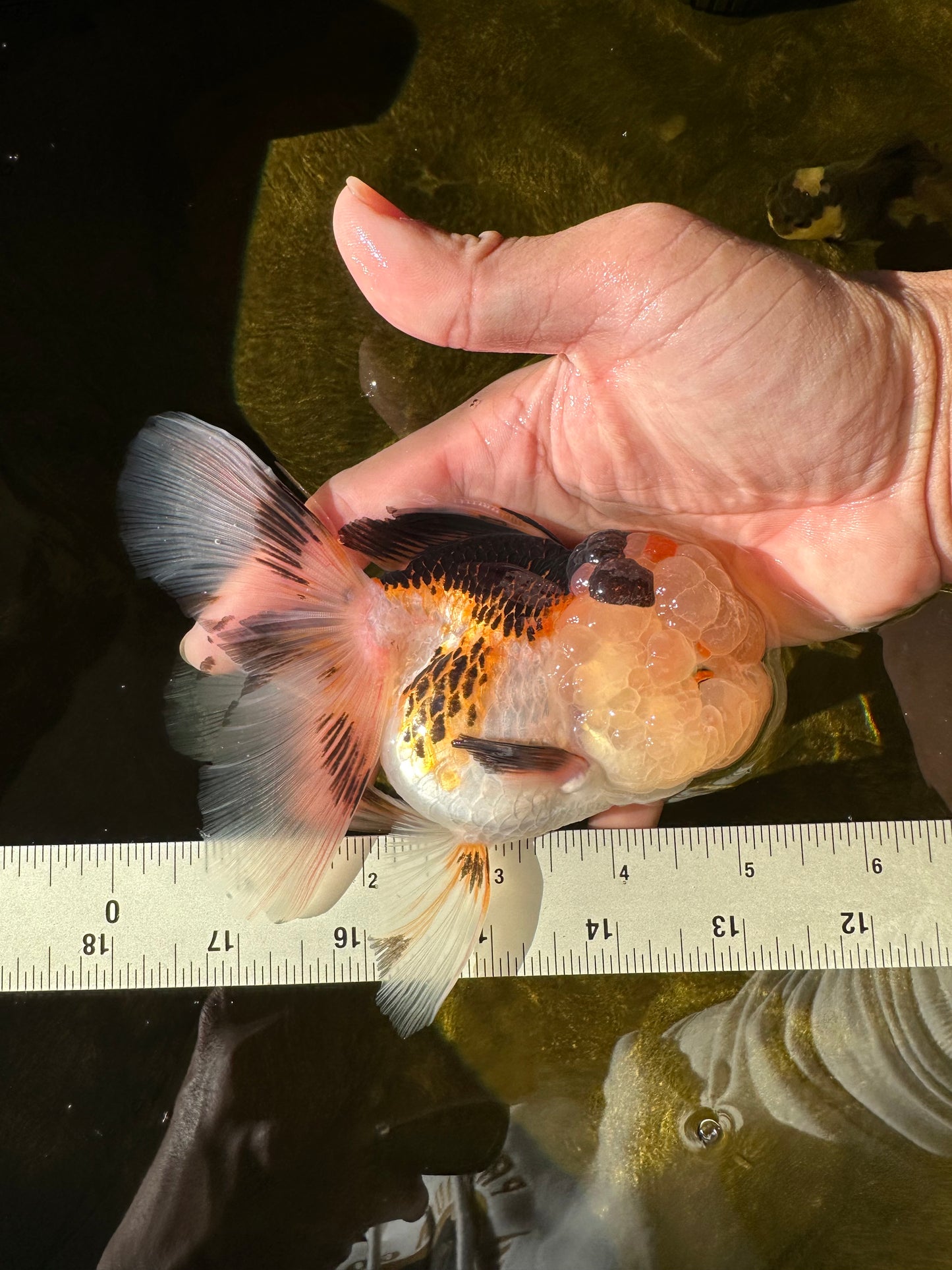 BULLDOG Jelly Wen Tricolor Oranda Female 5 inches #1018OR_18