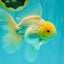 A Grade White Oranda Male 6-6.5 inches #100926OR_20