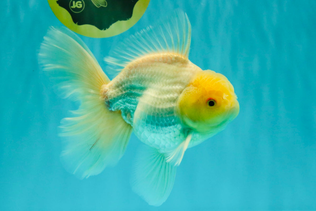 A Grade White Oranda Male 6-6.5 inches #100926OR_20