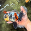 AAA Grade Long Tail White Marble Oranda Male 6.5-7 inches #062626OR_29
