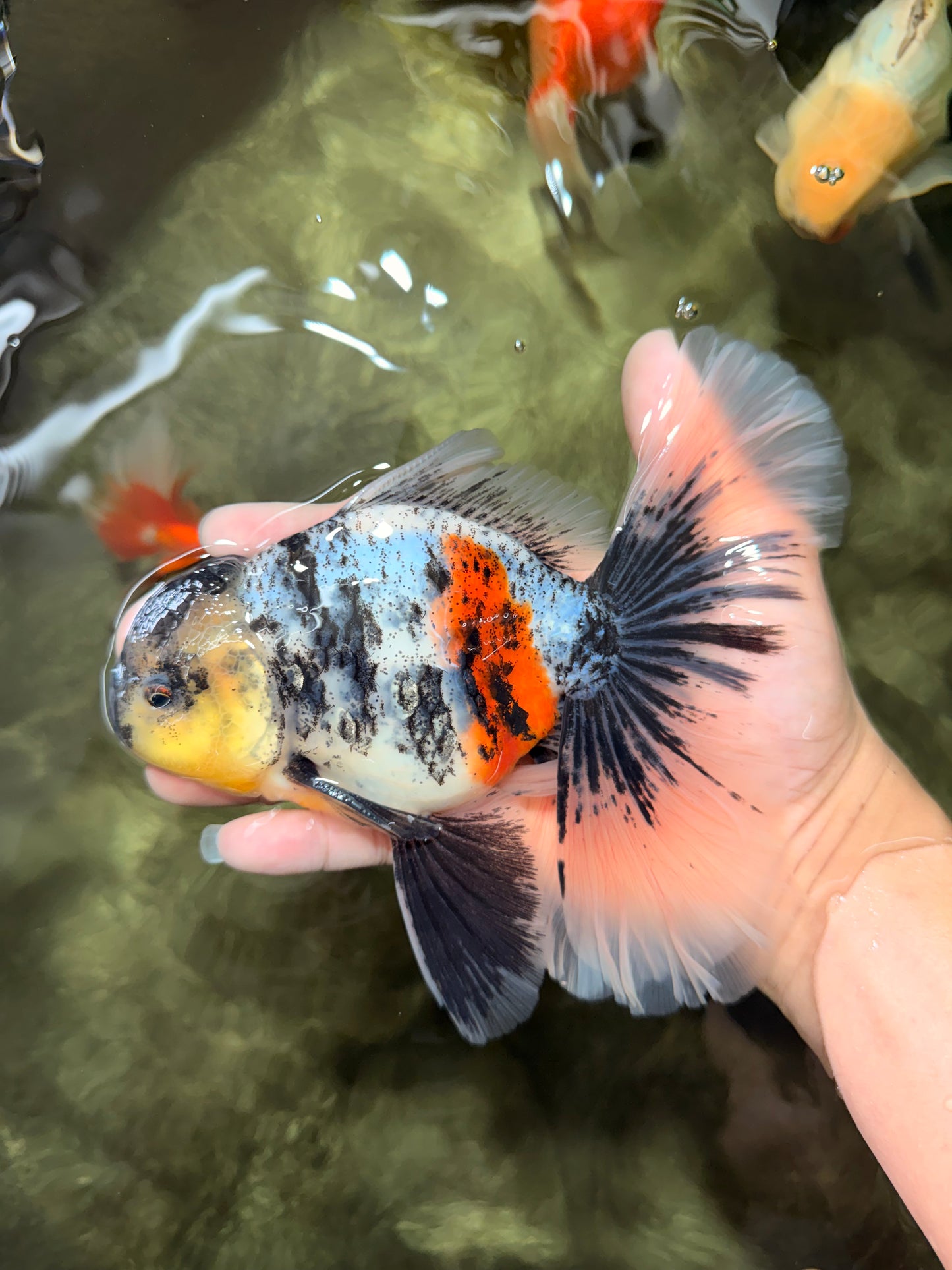 AAA Grade Long Tail White Marble Oranda Male 6.5-7 inches #062626OR_29