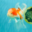 Red White Oranda Male 5 inches #101626OR_05