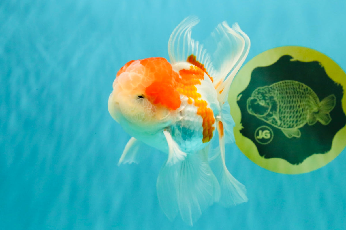 Red White Oranda Male 5 inches #101626OR_05