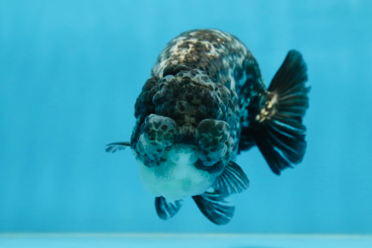 AAA Grade White Tiger LionQueen 5-5.5 inches #081525LC_04