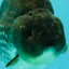 AAA Grade Black Blue Ranchu Female 6 inches #102326RC_01