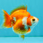 A Grade Red White Ryukin Female 3.5-4 inches #041726RK_02