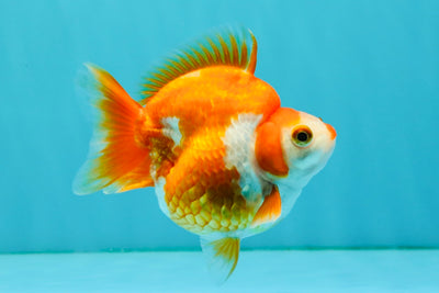 A Grade Red White Ryukin Female 3.5-4 inches #041726RK_02