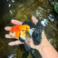 A Grade Tricolor Oranda Female 5.5-6 inches #111425OR_15
