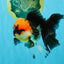 LAVA Tricolor Oranda Male 5 inches #040326OR_18