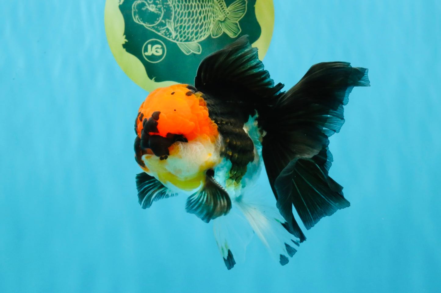 LAVA Tricolor Oranda Male 5 inches #040326OR_18