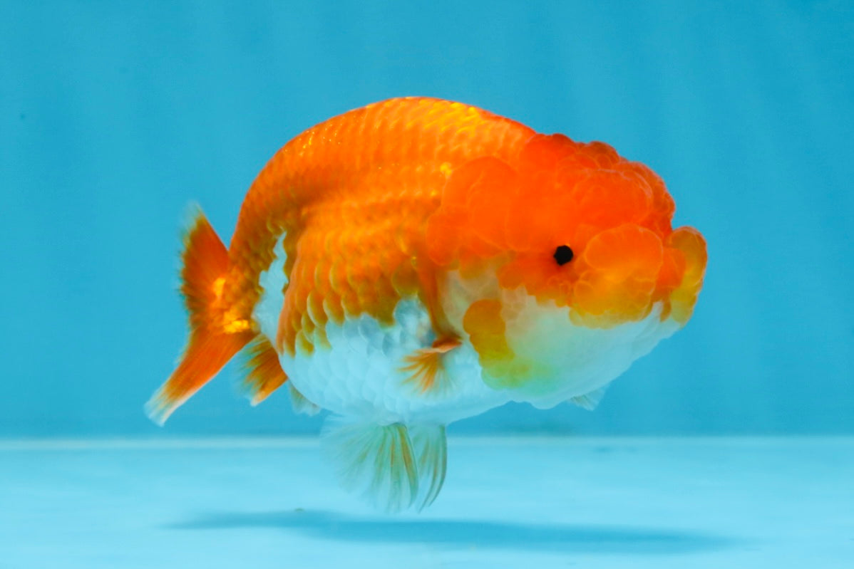 SUPER CUTE AAA Grade Red White LionQueen 4 inches #101725LC_12