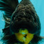 KING KONG AAA Grade Broadtail Dark Kirin Oranda Female 7.5 inches #080726OR_01