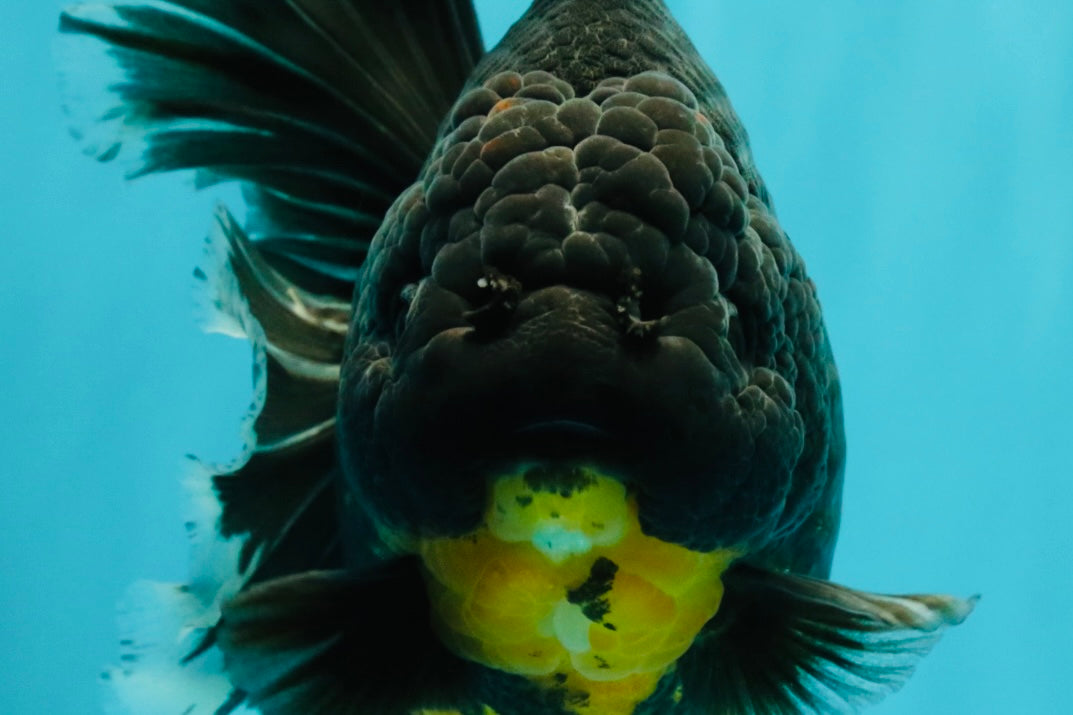 KING KONG AAA Grade Broadtail Dark Kirin Oranda Female 7.5 inches #080726OR_01