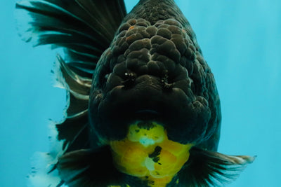 KING KONG AAA Grade Broadtail Dark Kirin Oranda Female 7.5 inches #080726OR_01
