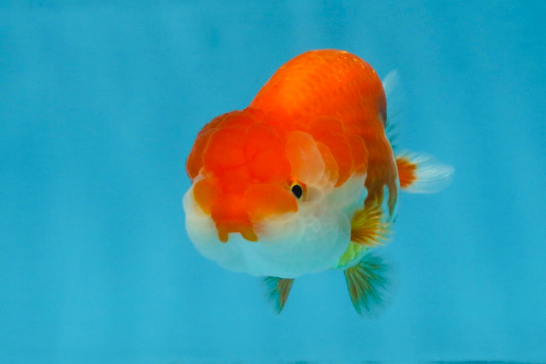 A Grade Red White LionQueen 4 inches #103125LC_18