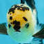 AAA Grade Panda Oranda Male 5-5.5 inches #062725OR_13