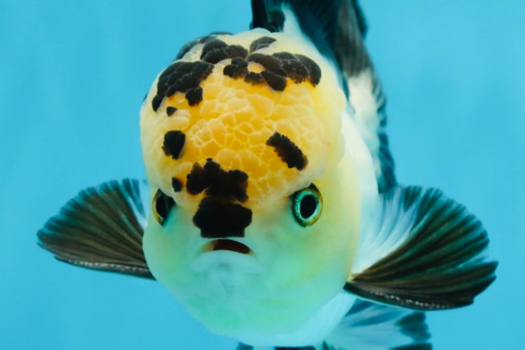 AAA Grade Panda Oranda Male 5-5.5 inches #062725OR_13
