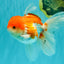 MARIO A Grade Red White Oranda Male 5.5-6 inches #101626OR_10