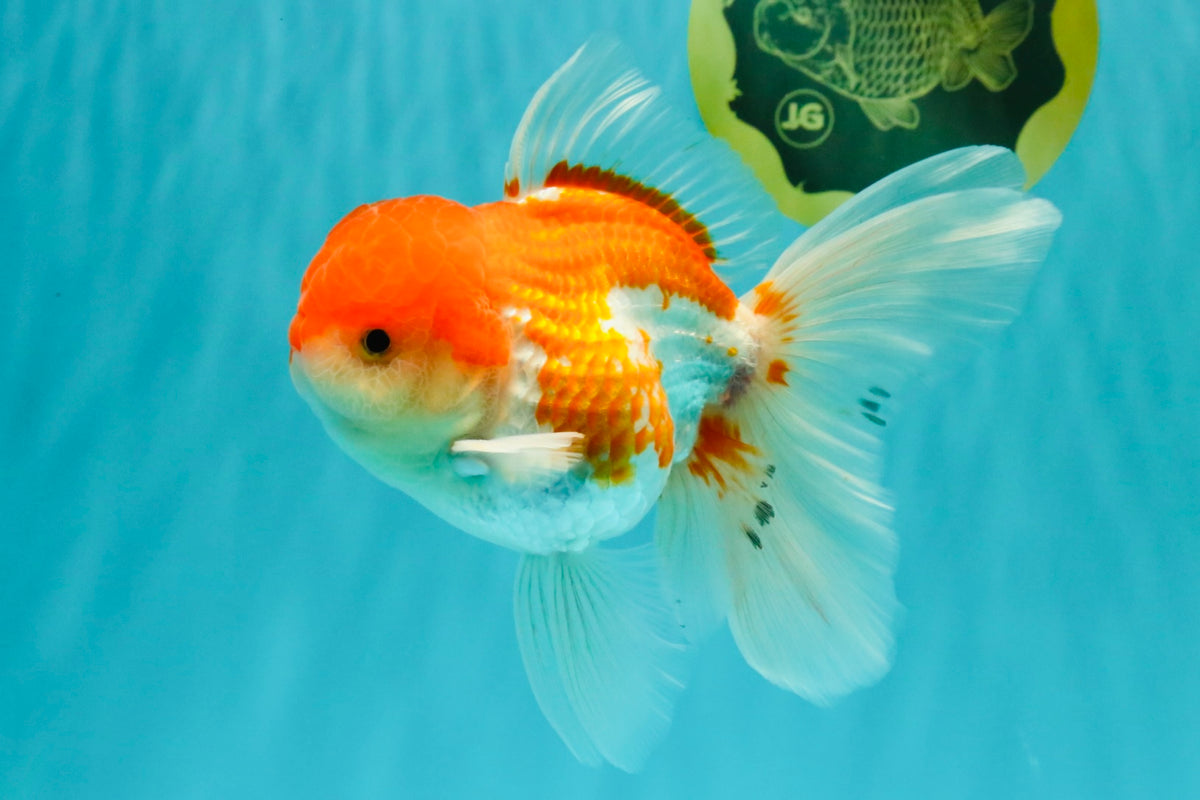 MARIO A Grade Red White Oranda Male 5.5-6 inches #101626OR_10