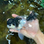 Panda Oranda Male 5.5 inches #090525OR_16