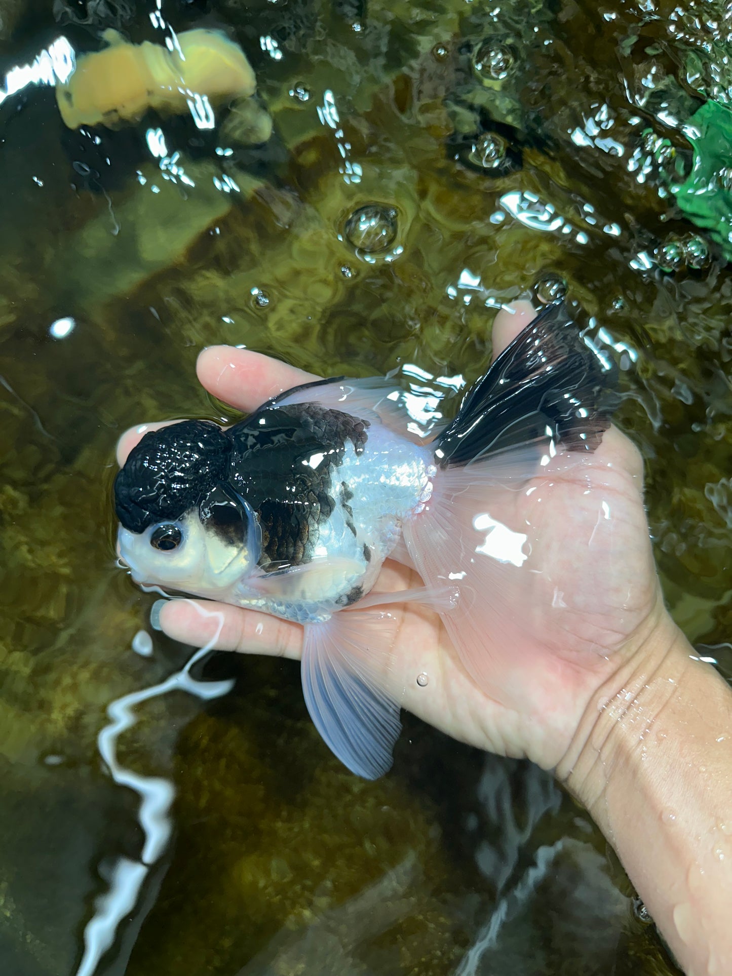 Panda Oranda Male 5.5 inches #090525OR_16