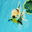 UNIQUE A Grade Calico Oranda Male 6.5 inches #082826OR_06