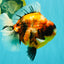 AAA Grade Jumbo Body Marble Sakura Oranda Male 6.5-7 inches #062626OR_02