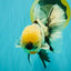 A Grade Marble Oranda Male 7 inches #071026OR_33
