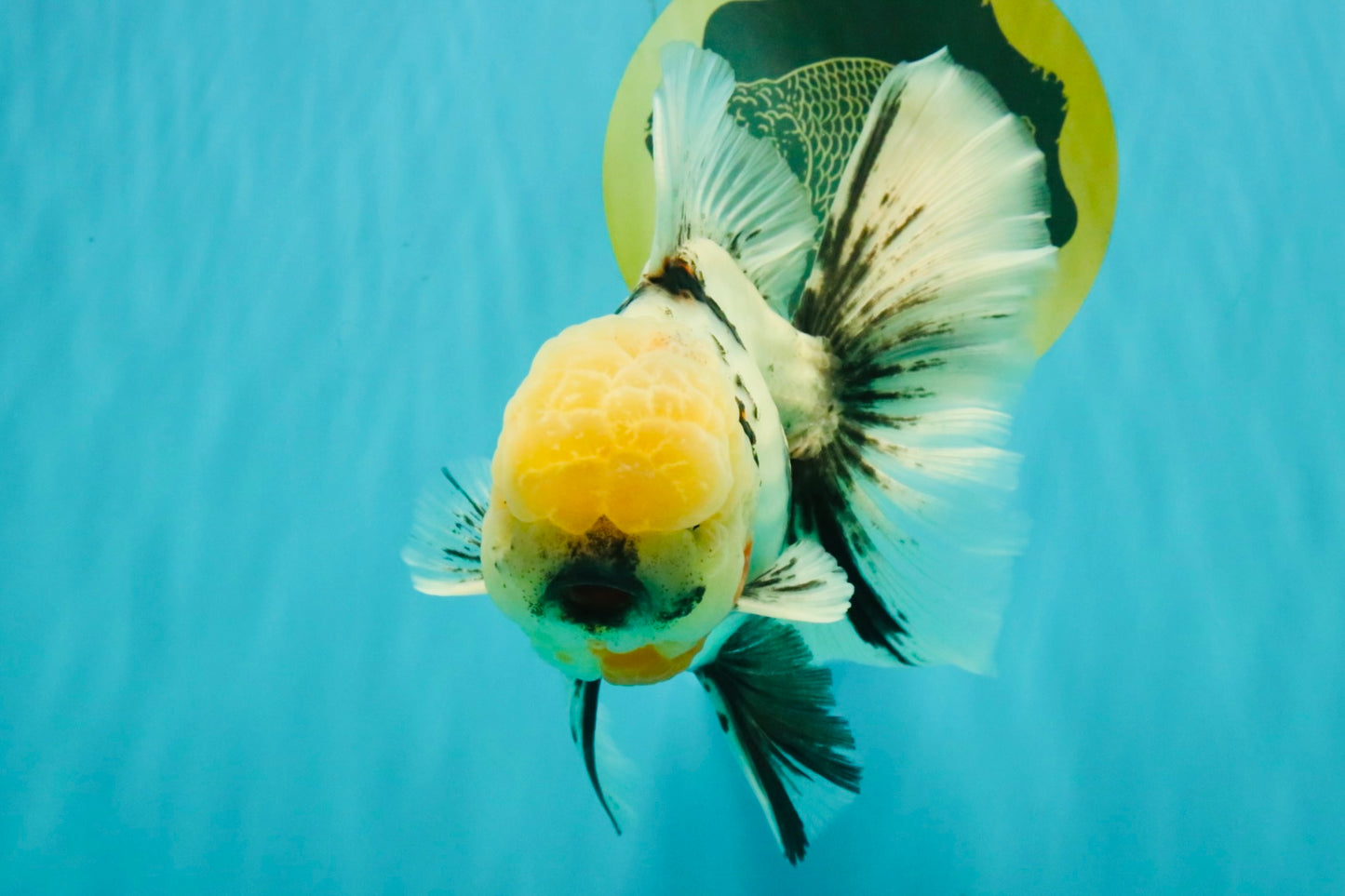 A Grade Marble Oranda Male 7 inches #071026OR_33
