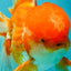A Grade Red White Oranda Male 6 inches #082126OR_05