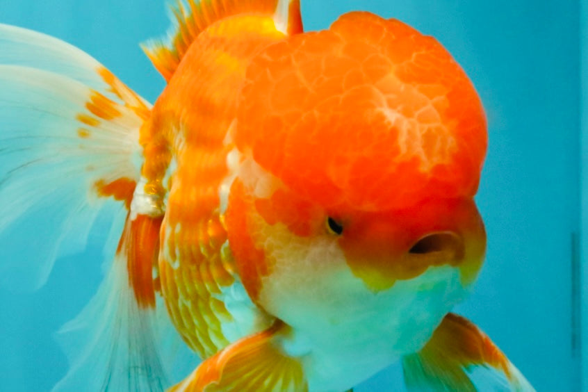 A Grade Red White Oranda Male 6 inches #082126OR_05