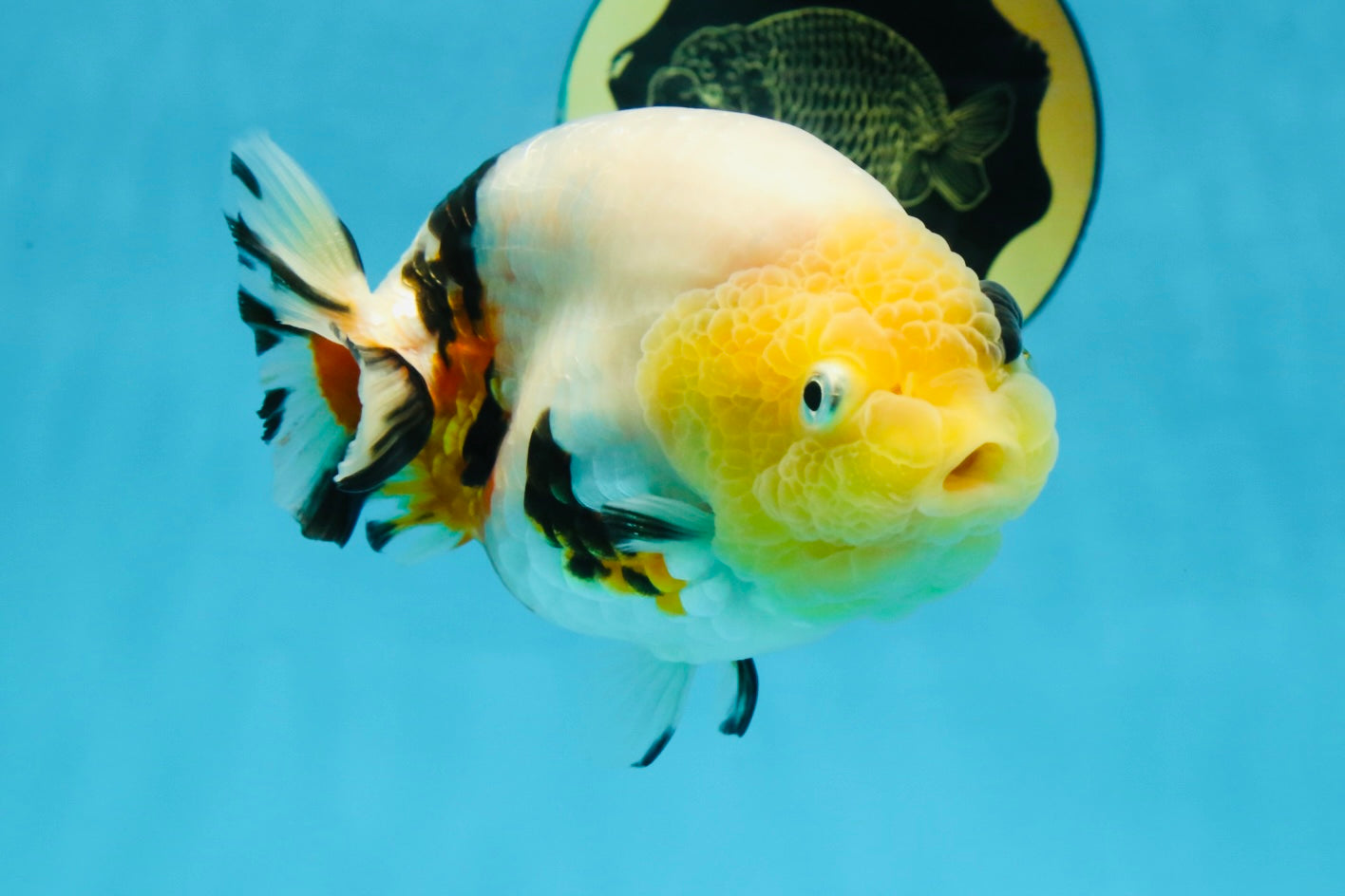 SPECIAL AAA Grade Chinese Cow Ranchu Female 5 inches #102425RC_06