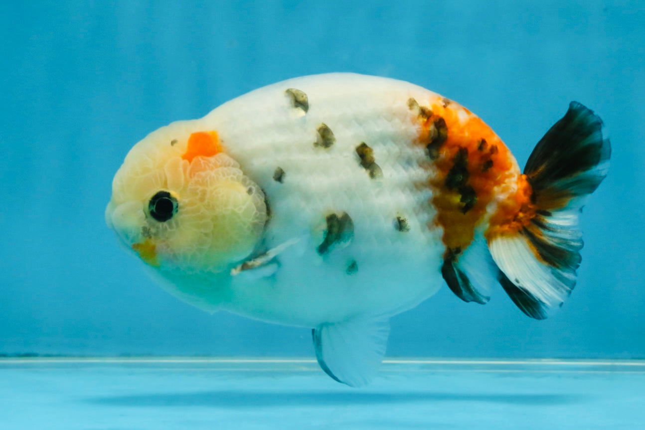 A Grade Calico LionKing 4.5-5 inches #121925LC_09