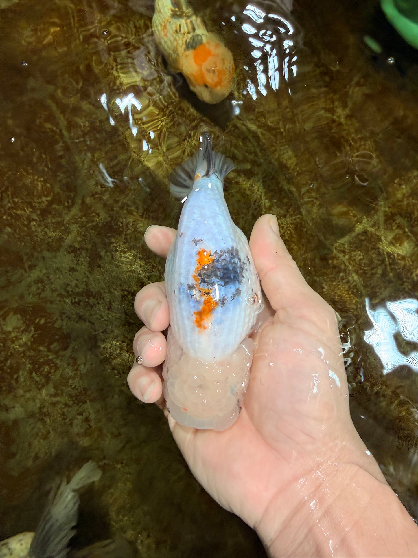 White Sakura LionChu Female 5 inches #121925LC_06